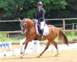 dressage horse Dandero (German Riding Pony, 2019, from Dressed in Gold 3)