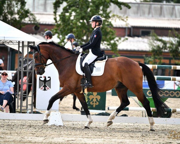 Dressurpferd Lan Cinzano (Oldenburger, 2010, von Licotus)