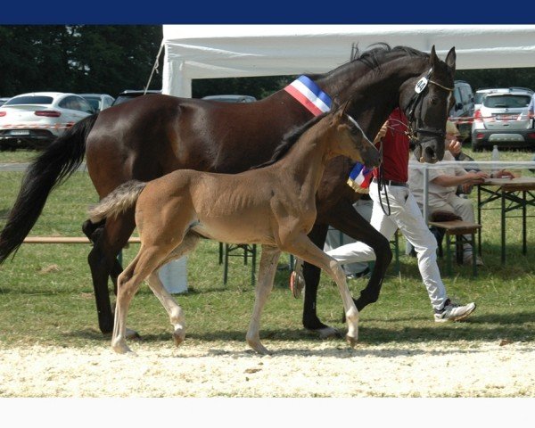 horse Stute von Quel Mexx / Castelan I (Holsteiner, 2024, from Quel Mexx)