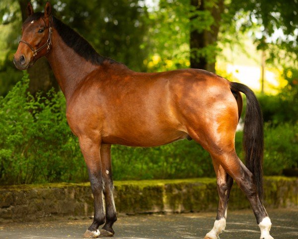 horse Vilano (German Sport Horse, 2020, from Venano)