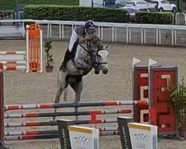 Pferd Aarhof's Up Again (Schweizer Warmblut, 2019, von Unlimited)