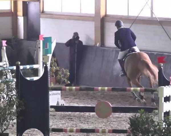 Nationales Hallenspringturnier Sauldorf- Boll 2013