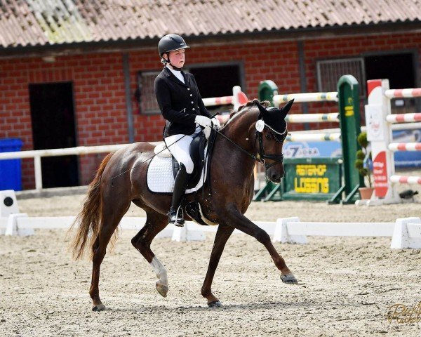 broodmare Destina GS (German Riding Pony, 2018, from Dance Star AT NRW)