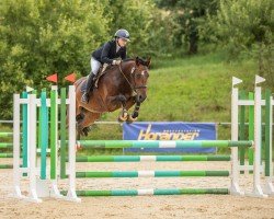 Springpferd Nash (KWPN (Niederländisches Warmblut), 2018, von Dakar VDL)