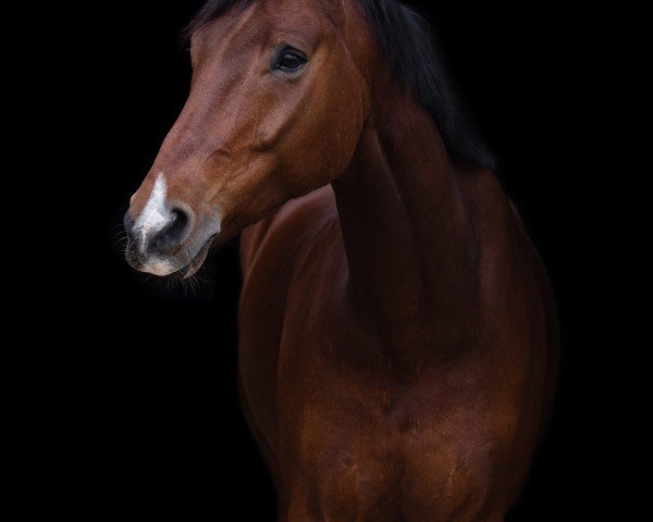 dressage horse Sandrino 4 (Rhinelander, 2015)