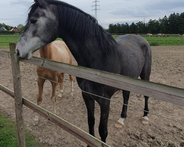 horse Chanetta (Westphalian, 2020, from Chacoon Blue)