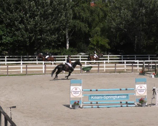 Reitturnier Würzburg/Ufr. 2024