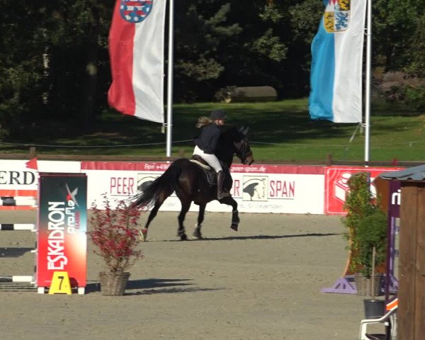 Reitturnier Westergellersen 2021