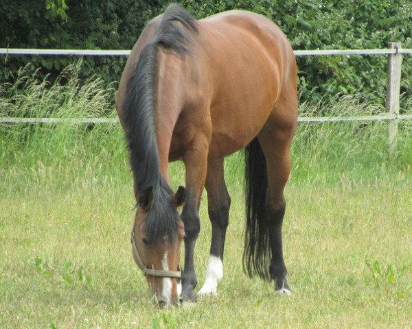 broodmare Ally Mc Beal (Westphalian, 2000, from Akribori)