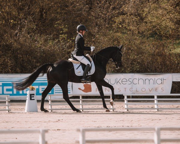 dressage horse Fyenn F (German Sport Horse, 2015, from Feriado) dressage horse Fyenn F (German Sport Horse, 2015, from Feriado)