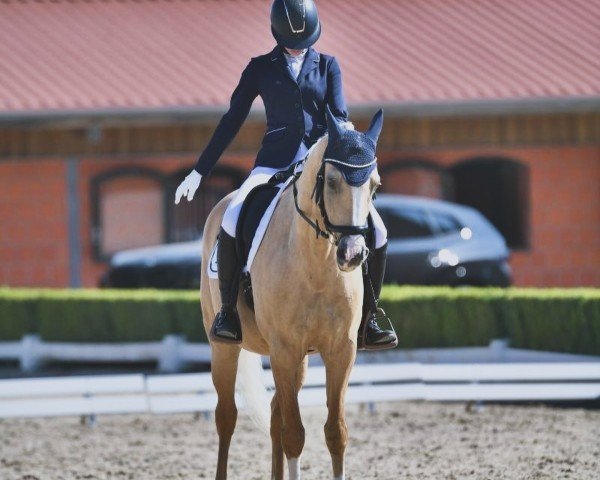 jumper Touch of Gold 5 (Palomino, 2013, from Rainbow Blue Moon)