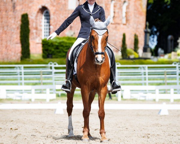 dressage horse Snoopy 662 (New Forest Pony, 2008, from Snippeling Boy) dressage horse Snoopy 662 (New Forest Pony, 2008, from Snippeling Boy)