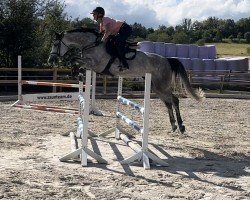 jumper Clari (Holsteiner, 2019, from Clarimo Ask)