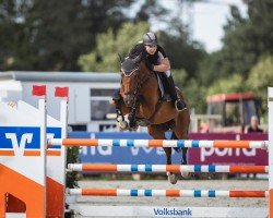 jumper Just A Boy (Belgian Warmblood, 2009, from Toulon)