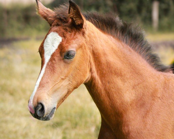 horse Cedira T (Holsteiner, 2024, from Cash and Carry)