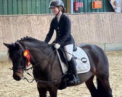 jumper Quintina 45 (Pony without race description, 2014)