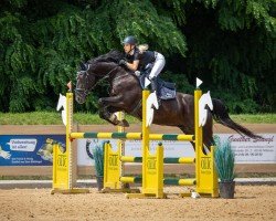 jumper Denver 242 (Oldenburg show jumper, 2010, from Diarado)