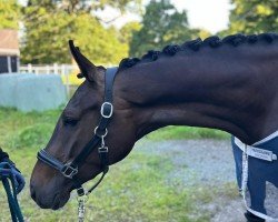 dressage horse Nawal von Fahrenstedt (Holsteiner, 2020, from Dancier Gold FRH)