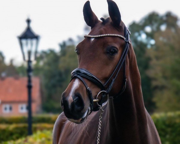 dressage horse Rock Diamond 6 (Hanoverian, 2019, from Rock Springs)