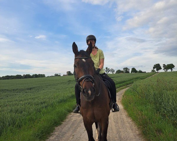 Springpferd Capper 14 (Oldenburger, 2009, von Cap-Calando)