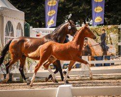 Pferd Mescalita (Deutsches Reitpony, 2024, von Mescal 15)