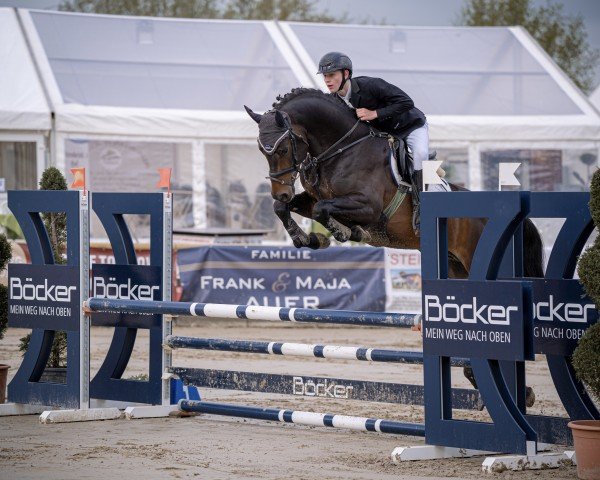 jumper Belano 6 (Westphalian, 2019, from Balounito)