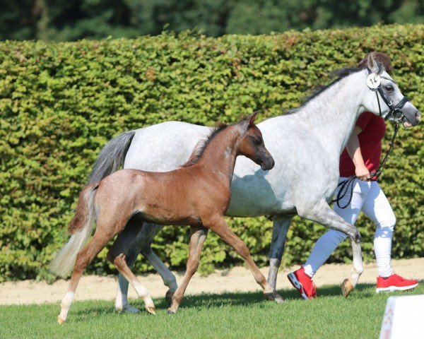 Pferd Santiago's Showman (Westfale, 2024, von Santiago)