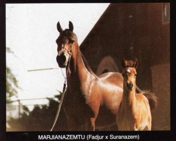 broodmare Marjianazemtu ox (Arabian purebred, 1973, from Fadjur ox)