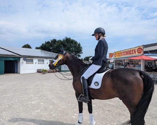 Dressurpferd Stavalgie (Hannoveraner, 2007, von Stalypso) Dressurpferd Stavalgie (Hannoveraner, 2007, von Stalypso)