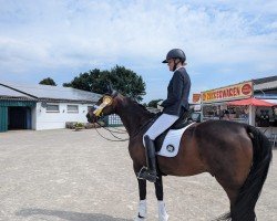 Dressurpferd Stavalgie (Hannoveraner, 2007, von Stalypso)