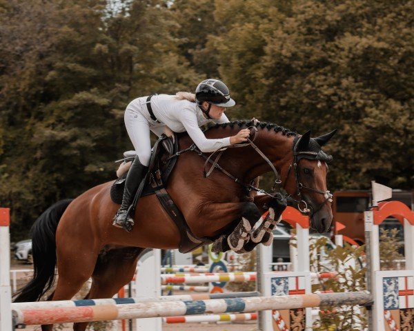 Springpferd Satsuma (Zangersheide Reitpferd, 2017, von Sir Obolensky Z)