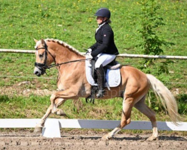 stallion Ariat (Austrian Warmblood, 2020, from Adonis)