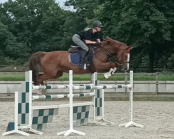 Springpferd Clara Kalakaua (Oldenburger Springpferd, 2016, von Tailormade's Diarado's Boy 256 FIN)