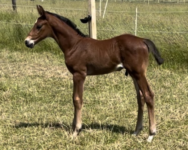 horse Just James AH (Holsteiner, 2024, from Jasper)