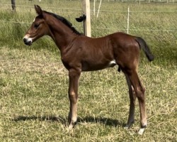 horse Just James AH (Holsteiner, 2024, from Jasper)