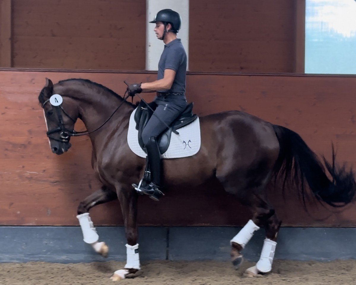 horse Bacara B (Hanoverian, 2019, from Callaho's Benicio)