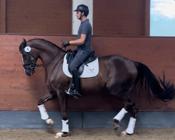 horse Bacara B (Hanoverian, 2019, from Callaho's Benicio)