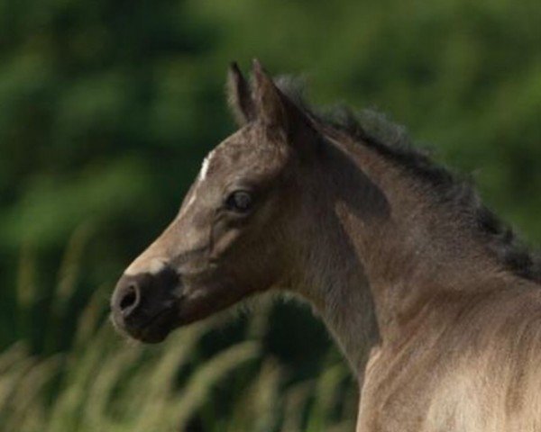 horse Mai Tai (German Riding Pony, 2023, from Dark Dornik)