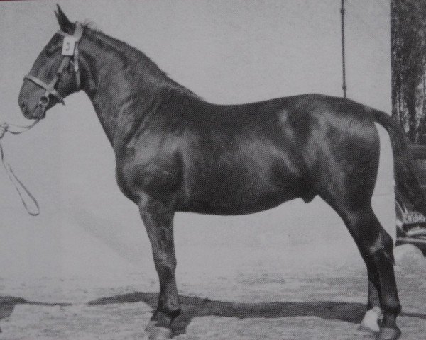 stallion Grusenus Mo 999 (Heavy Warmblood, 1950, from Gruson Mo 136)