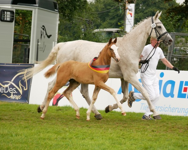 horse Breeze of Georg (Oldenburg show jumper, 2024, from Balou du Rouet)