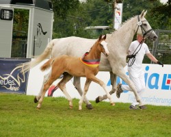 horse Breeze of Georg (Oldenburg show jumper, 2024, from Balou du Rouet)