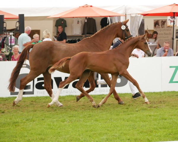 horse Balou Peggio 3 (Oldenburg show jumper, 2024, from Balou du Rouet)