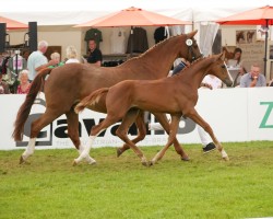 horse Balou Peggio 3 (Oldenburg show jumper, 2024, from Balou du Rouet)