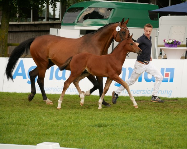 horse Jasper's Catoki (Oldenburg show jumper, 2024, from Jasper)