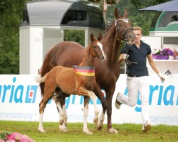 Pferd Bonido (Hannoveraner, 2024, von Bonds)