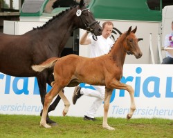 Pferd Hengst von Viva Gold / Governor (Oldenburger, 2024, von Viva Gold OLD)