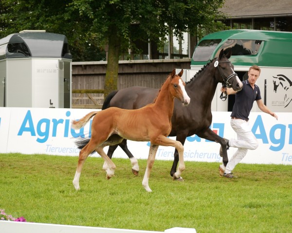 horse Hengst von Bonds / De Niro (Hanoverian, 2024, from Bonds)
