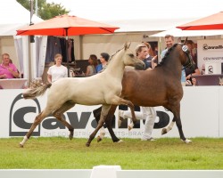 horse Glückspilz (German Riding Pony, 2024, from Gold Garant)