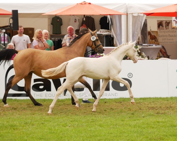 Pferd Buchenhofs Gene Hackman (Deutsches Reitpony, 2024, von Gold Garant)