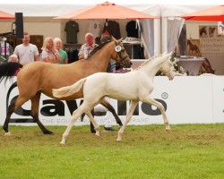 Pferd Buchenhofs Gene Hackman (Deutsches Reitpony, 2024, von Gold Garant)